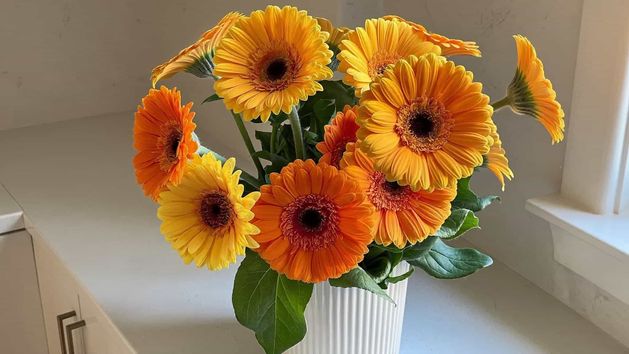 Bright bouquet of orange and yellow gerbera daisies in a white vase, placed on a kitchen countertop.