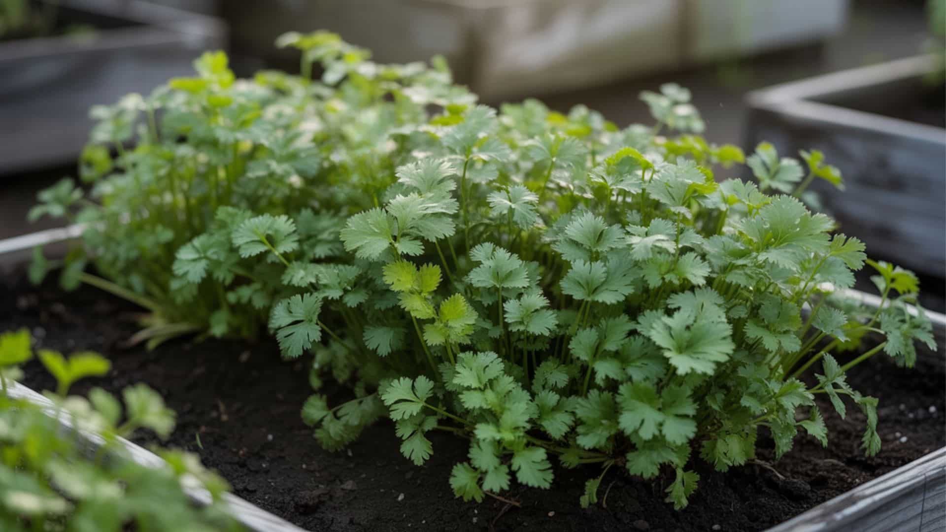 Coriander growing in a raised garden box with healthy green leaves and rich soil.