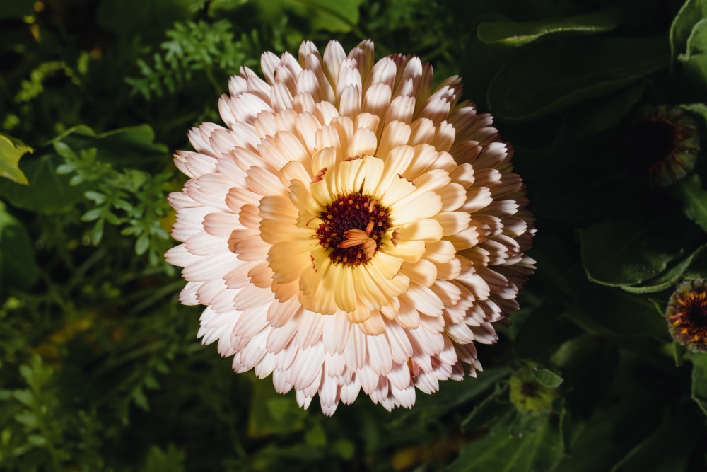 Close-up of a blooming dahlia flower with layered soft petals.