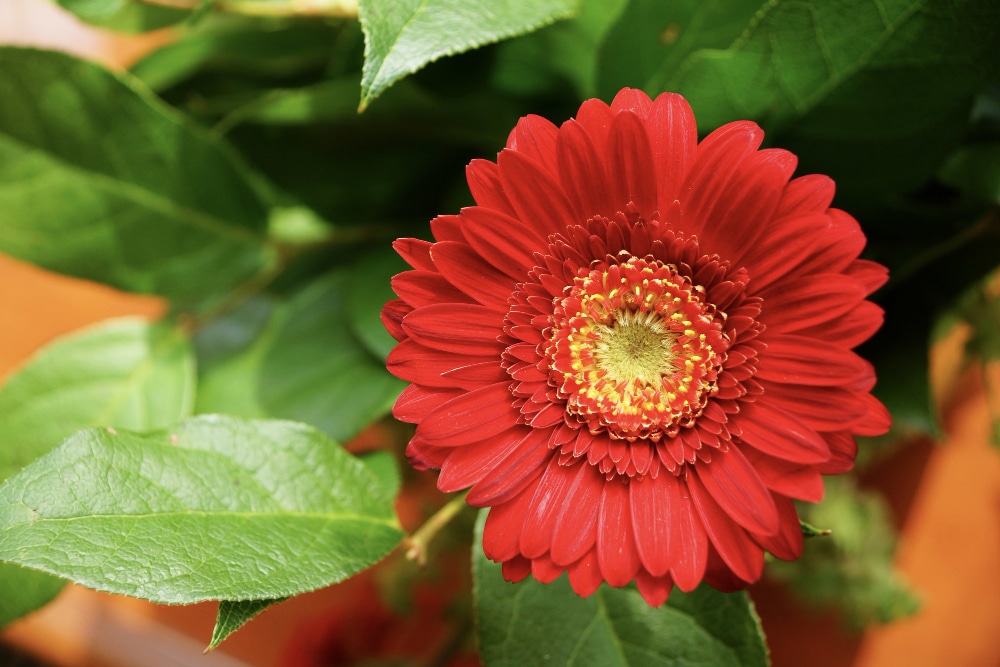 Red Gerbera daisy in full bloom with vibrant petals and green leaves.