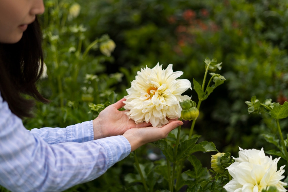 A person gently holding a white dahlia flower in a garden, showcasing healthy blooms.