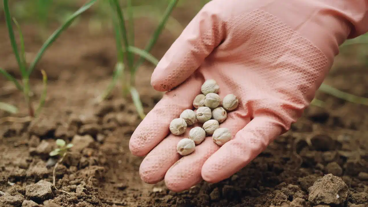 Hand holding sweet pea seeds over soil, ready to sow and grow sweet peas in garden.