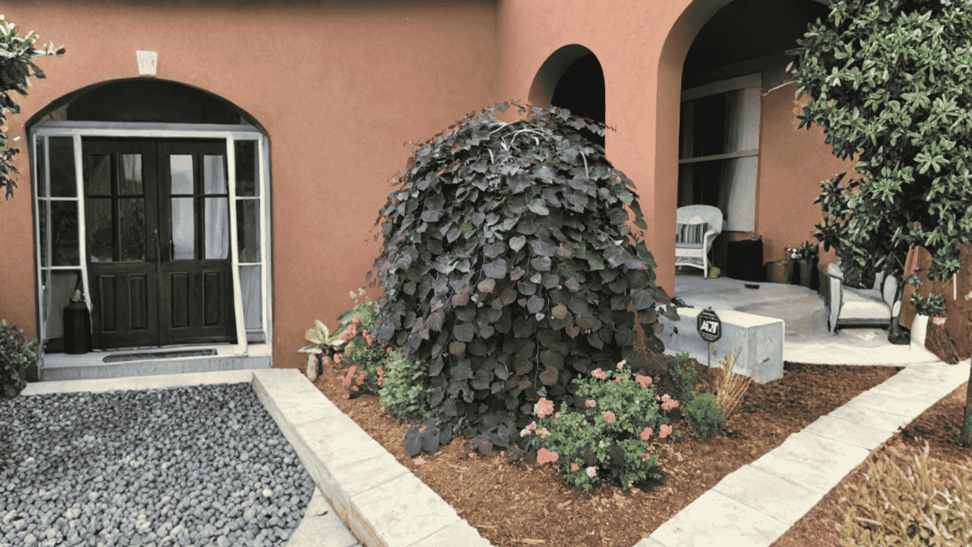 key-features-and-landscape-uses-of-cercis-ruby-falls