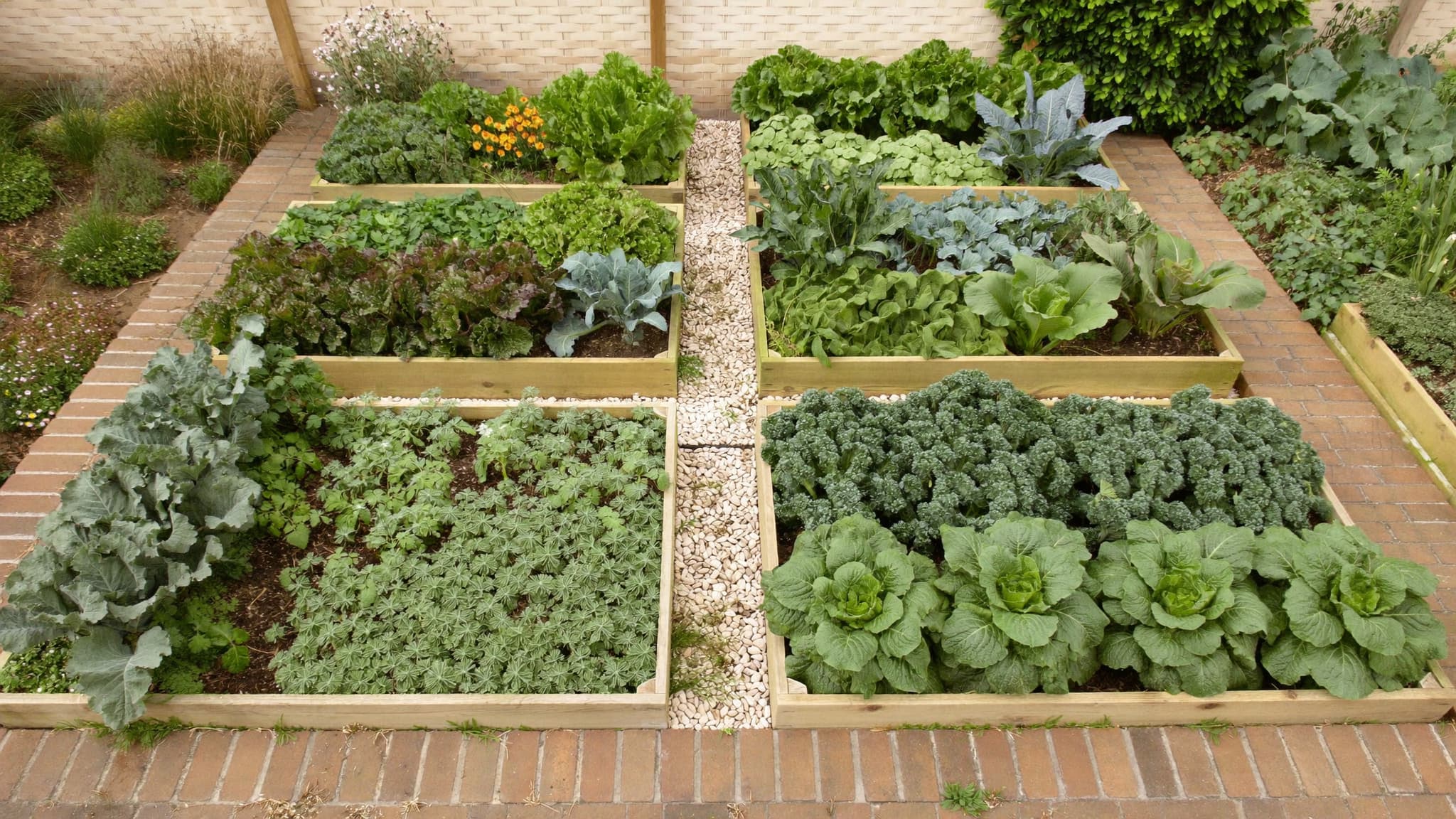 Organized raised garden beds filled with leafy vegetables and herbs separated by gravel pathways.