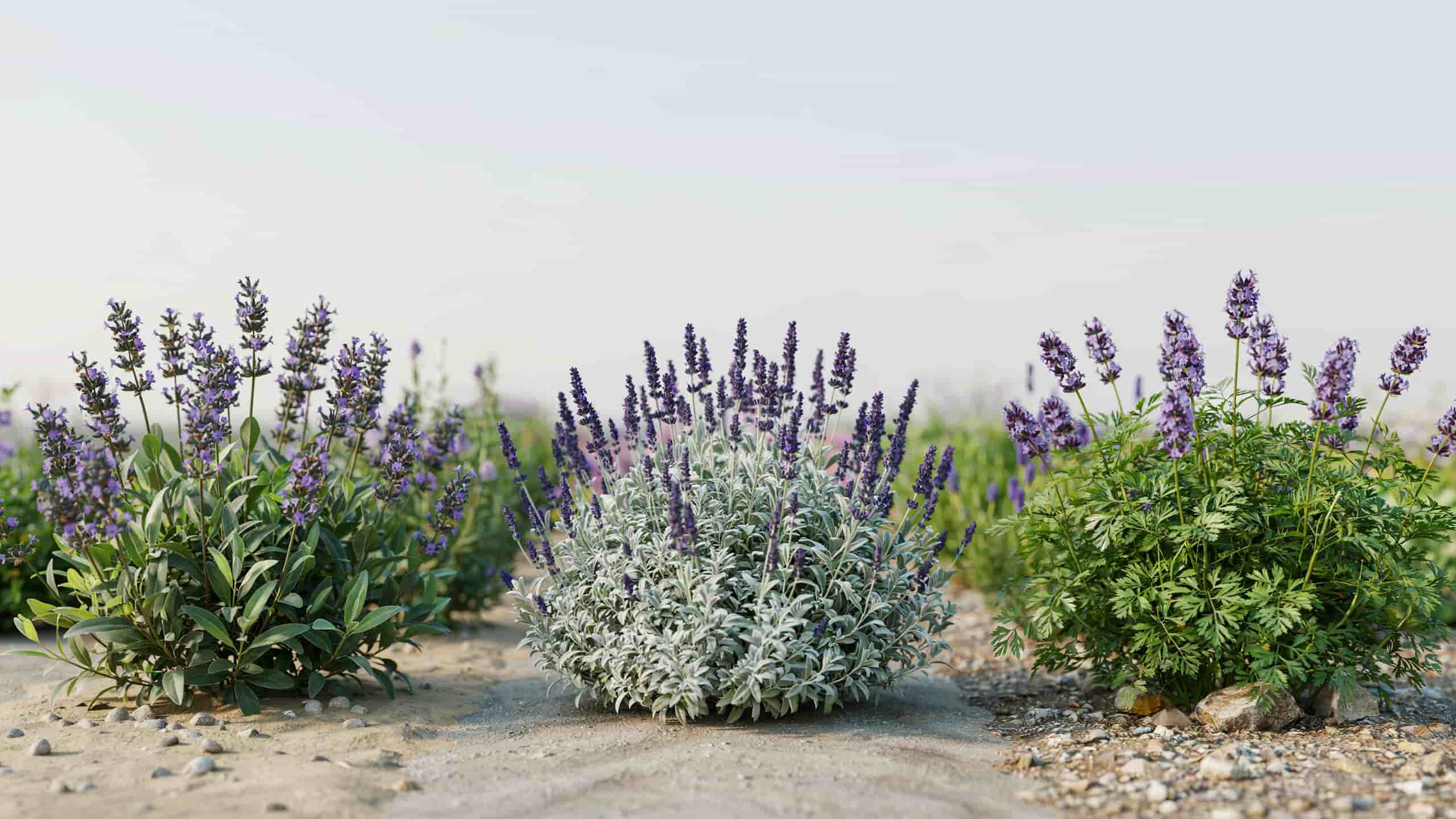 Three lesser-known lavender plants with distinct foliage and flowers growing side by side showing types of lavender plants.