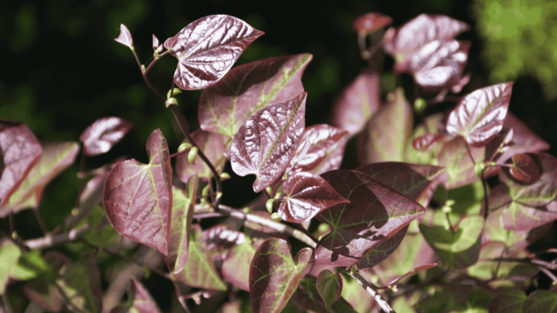 maintenance-and-care-instructions-for-cercis-ruby-falls
