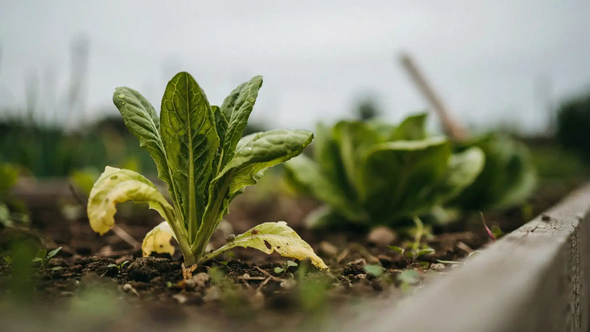 Image showing nitrogen-deficient plants with yellowing leaves and healthy plants for comparison.