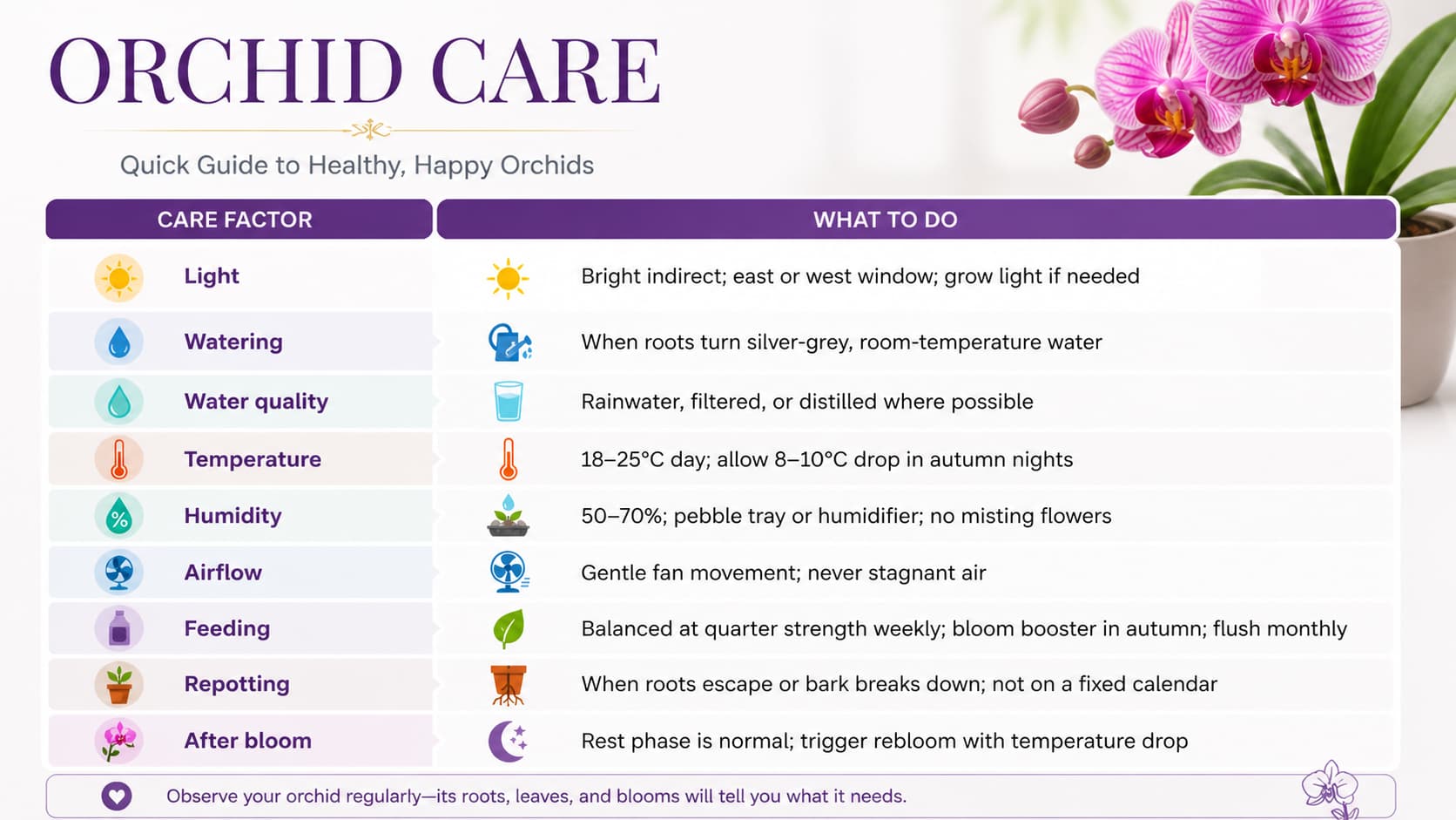 Orchid care infographic with tips on light, watering, temperature, humidity, airflow, and feeding, using simple icons and color-coded sections