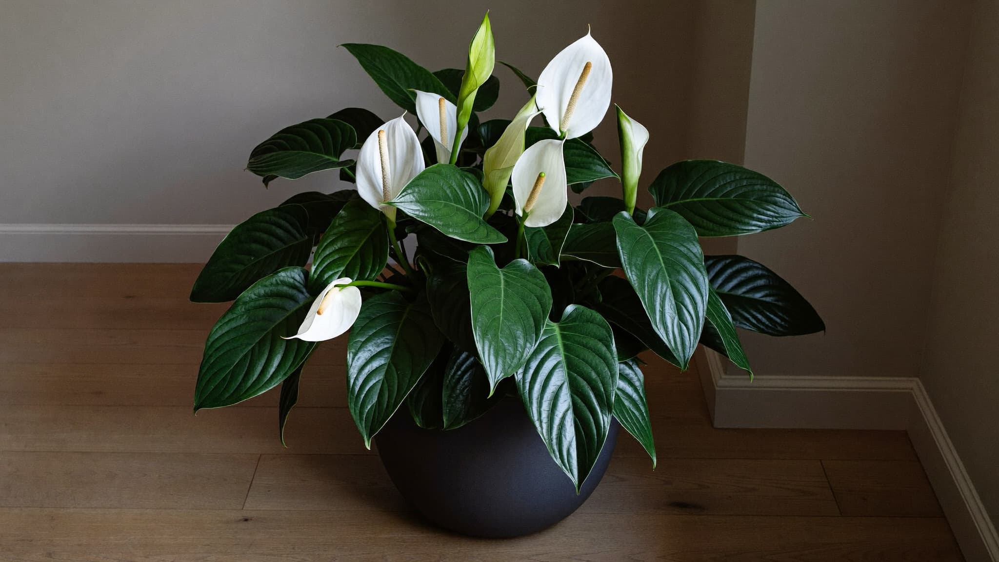 Peace lily plant in full bloom with white flowers in a large black pot.