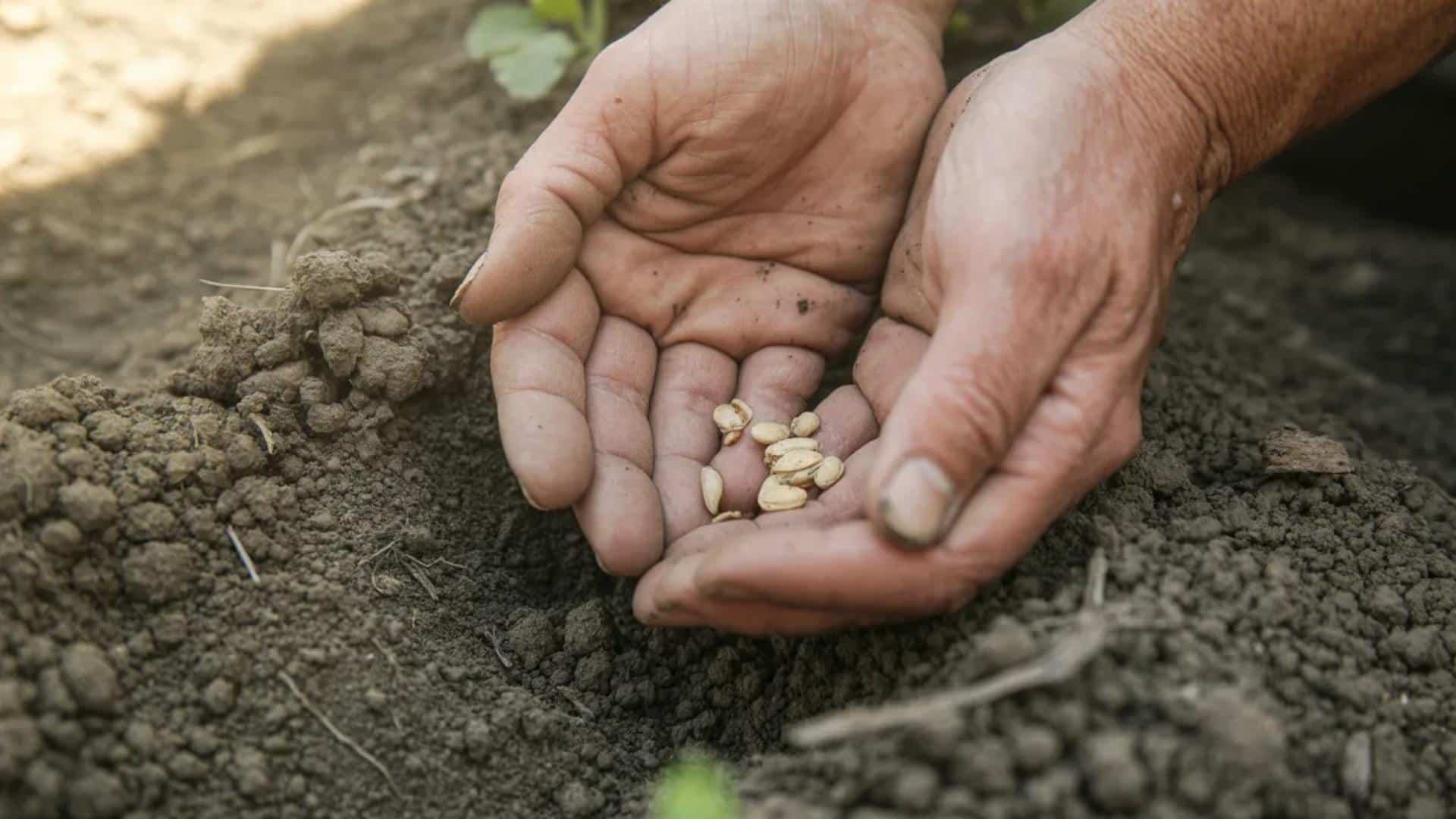 gardener-planting-cantaloupe-seeds-in-prepared-garden-bed