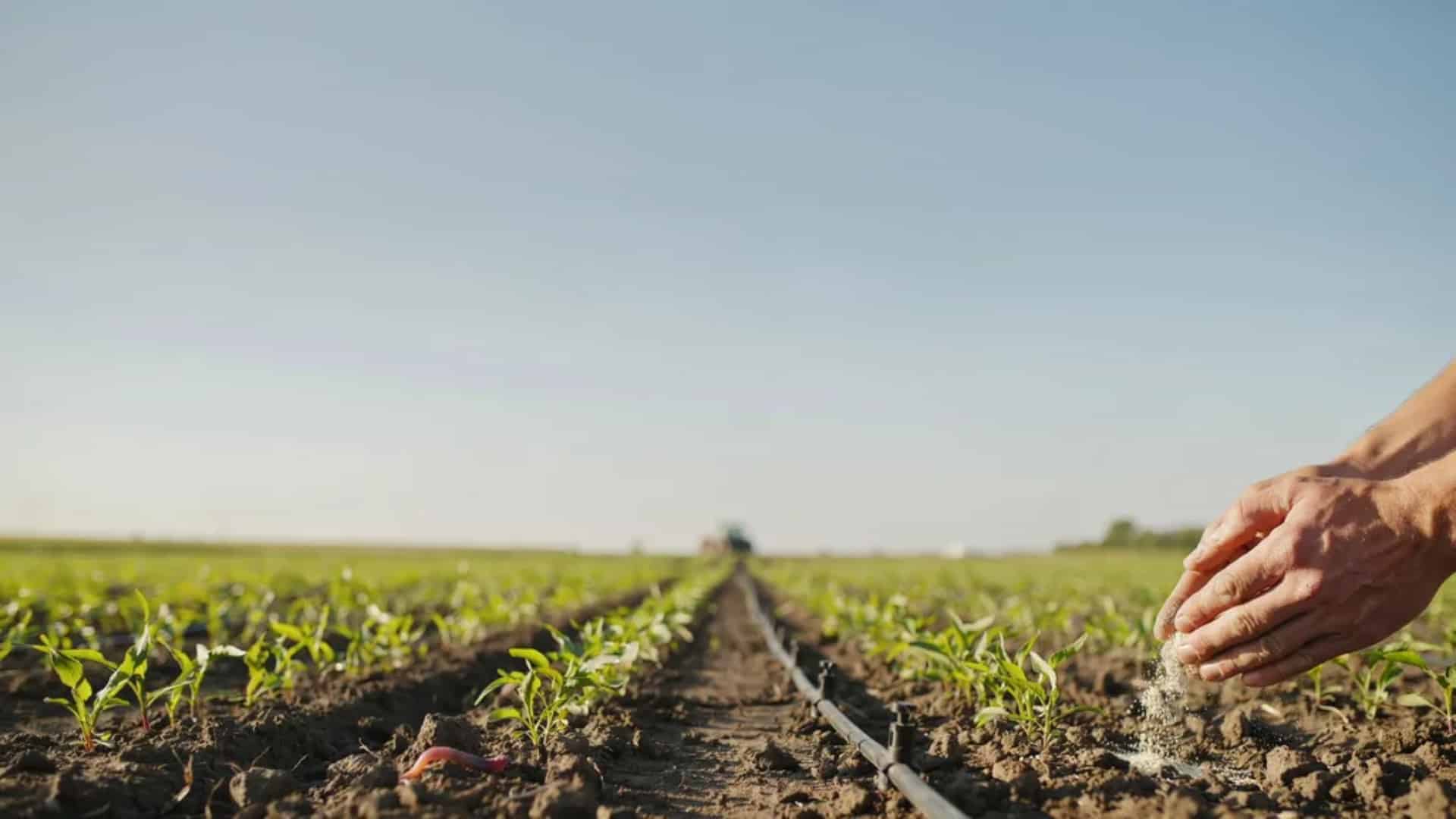 Hands sprinkling fertilizer over young crops in a field with drip irrigation under a clear blue sky.