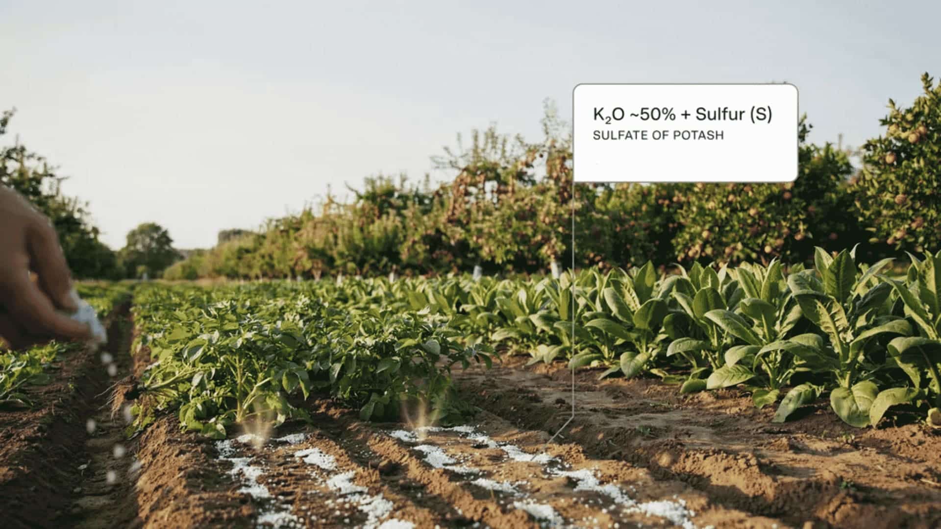 Hand sprinkling potassium sulfate granules over growing plants in a field.