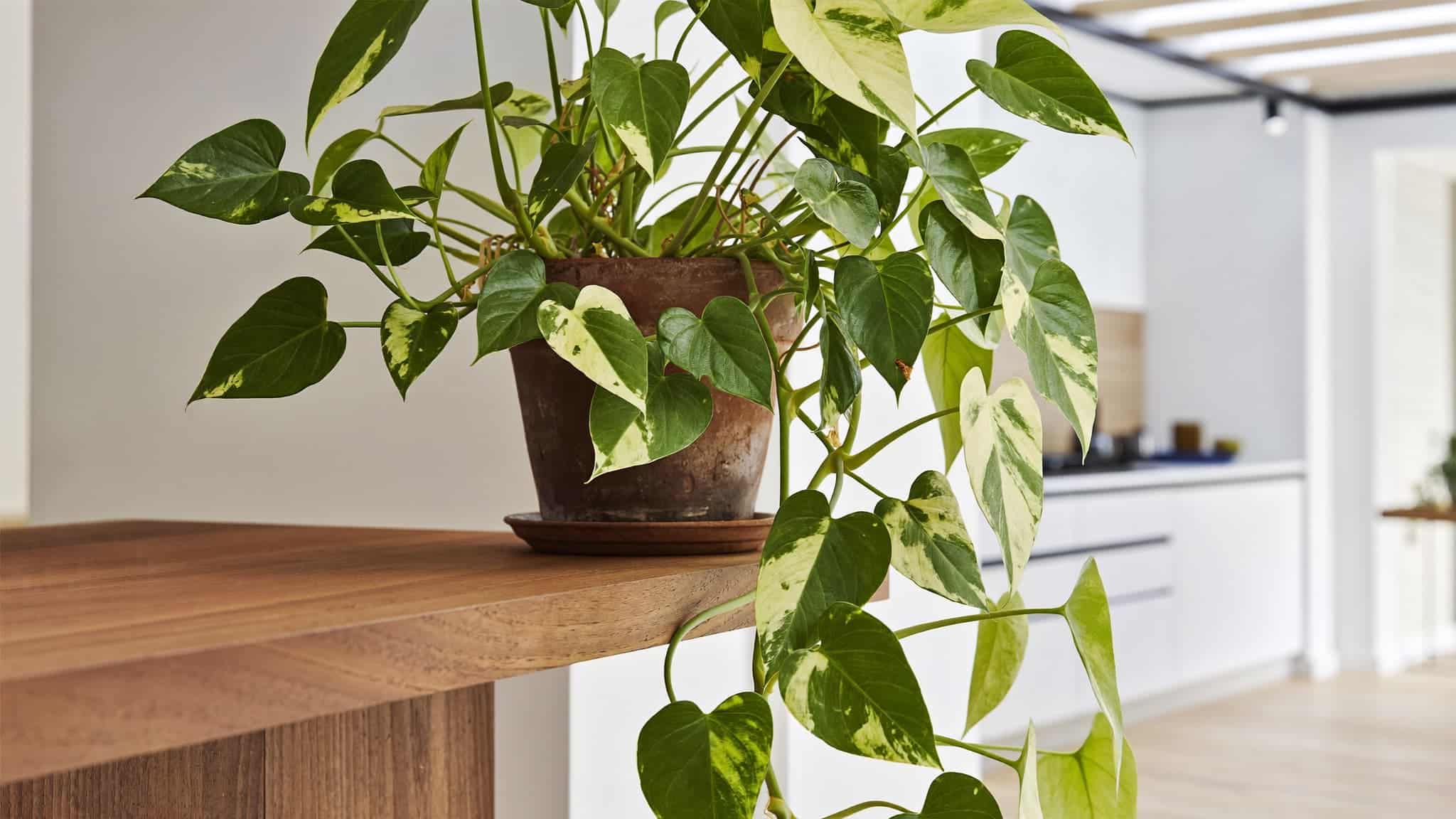 Pothos plant in a pot on a wooden countertop, with trailing vines and a modern kitchen in the background.