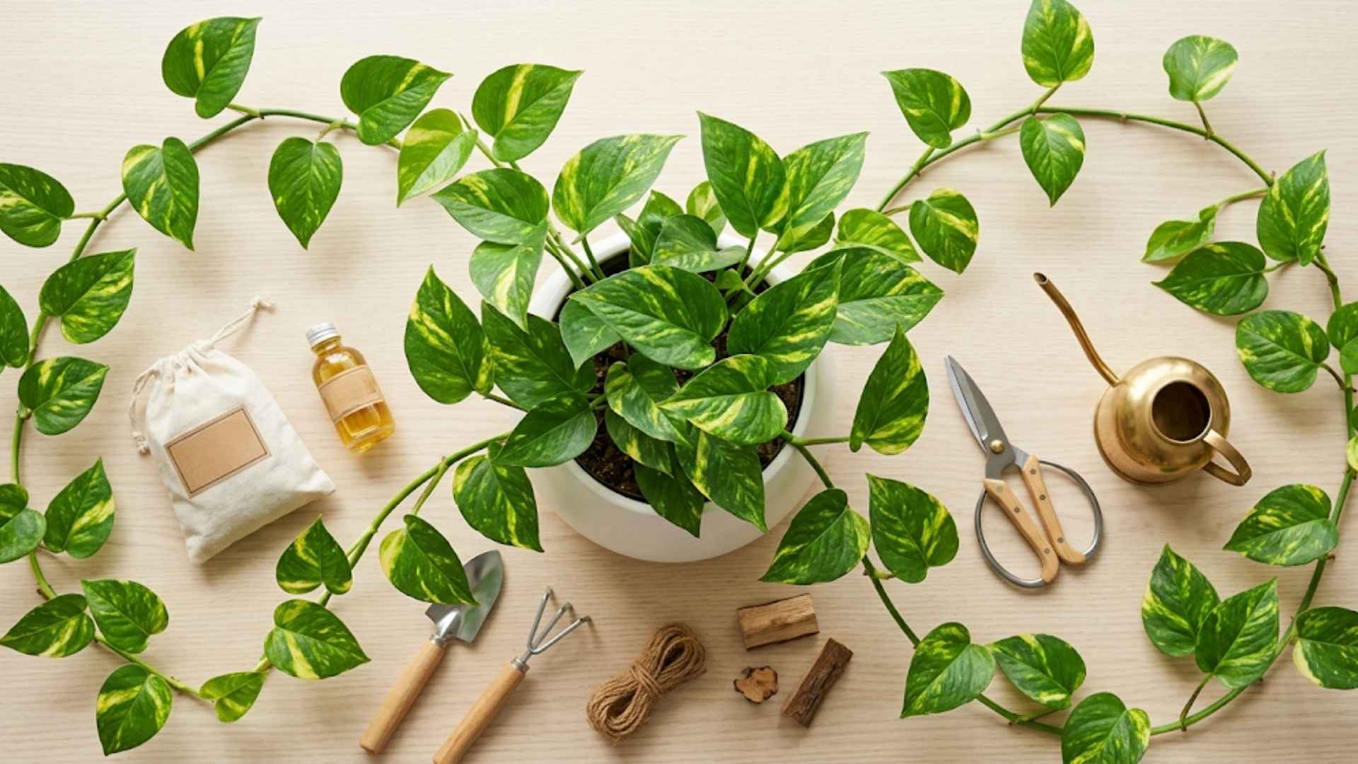 pothos-plant-care
