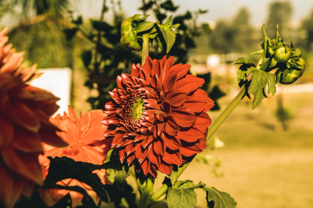 Red dahlia flower blooming in a garden with buds and green foliage in sunlight.