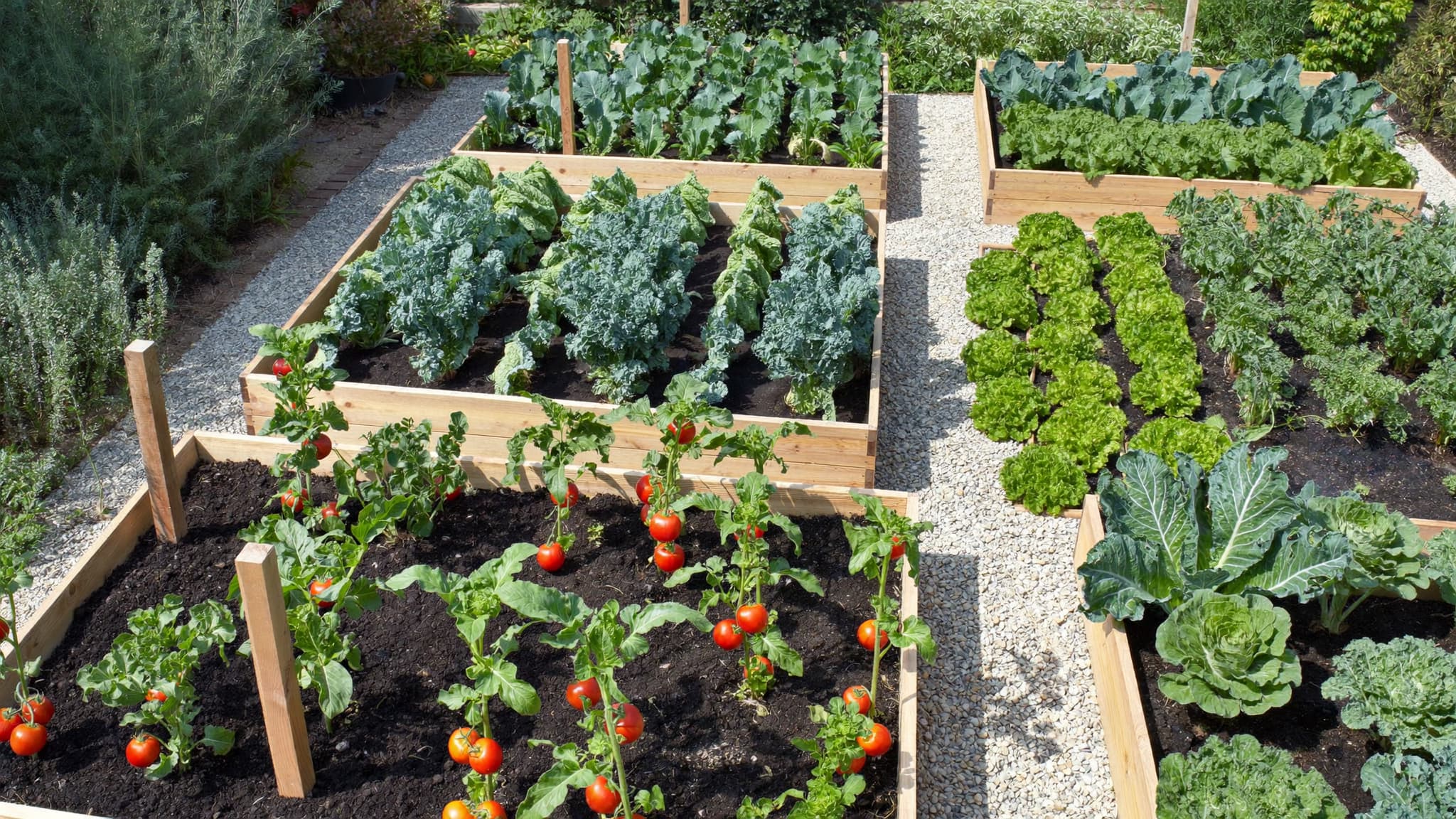 Raised vegetable garden beds with leafy greens, gravel paths, and neatly organized planting rows.