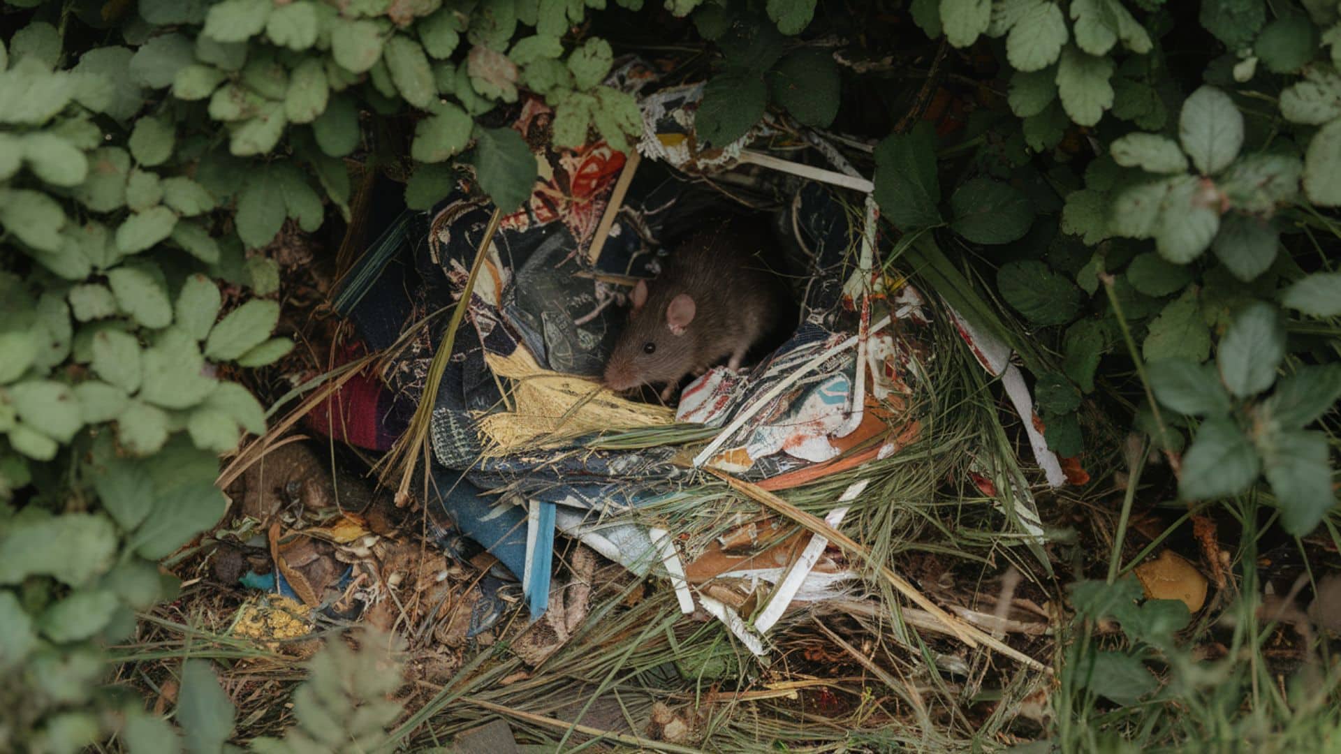 rat-nest-shredded-paper-leaves-compost-jpeg