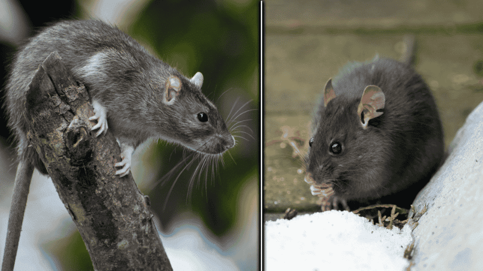 Rat-Species-Commonly-Found-in-Gardens