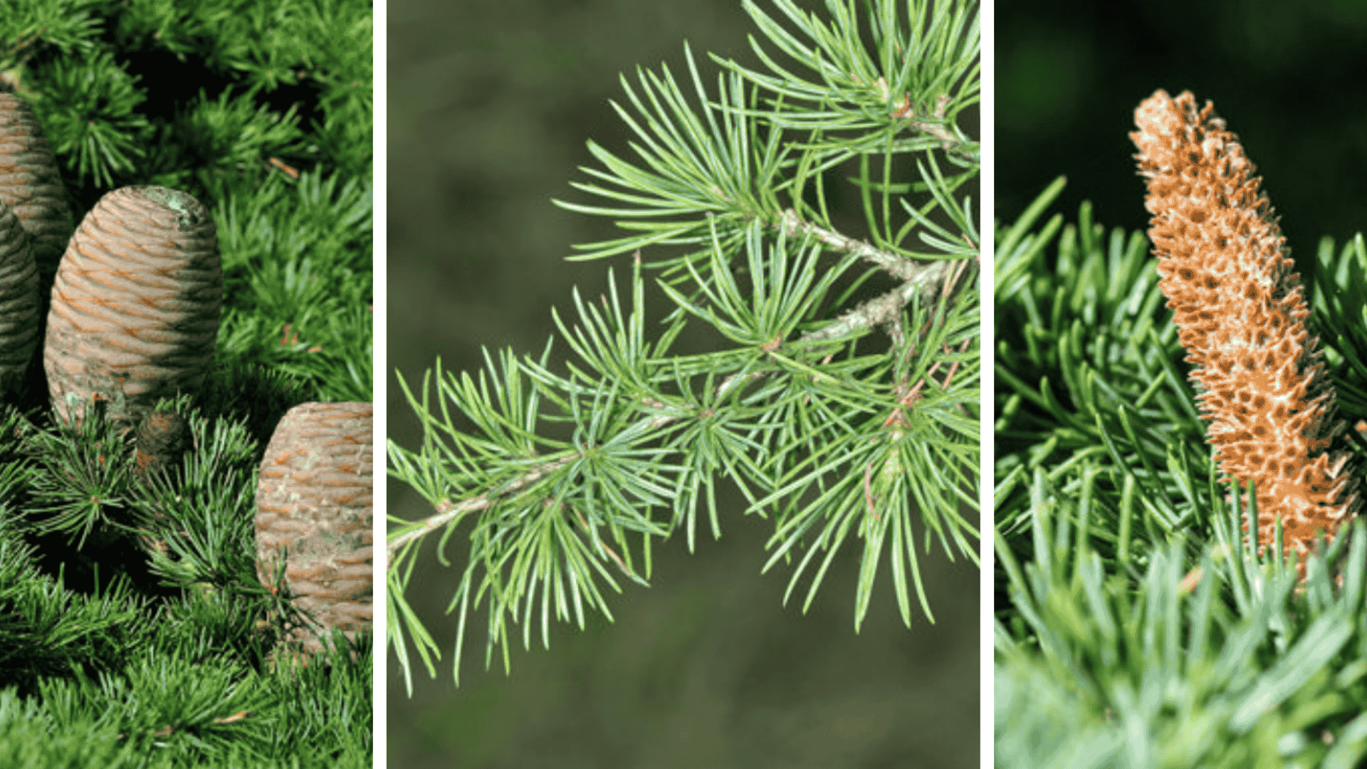 How to identify a Lebanese cedar showing upright cones, needle clusters, and a male pollen cone.