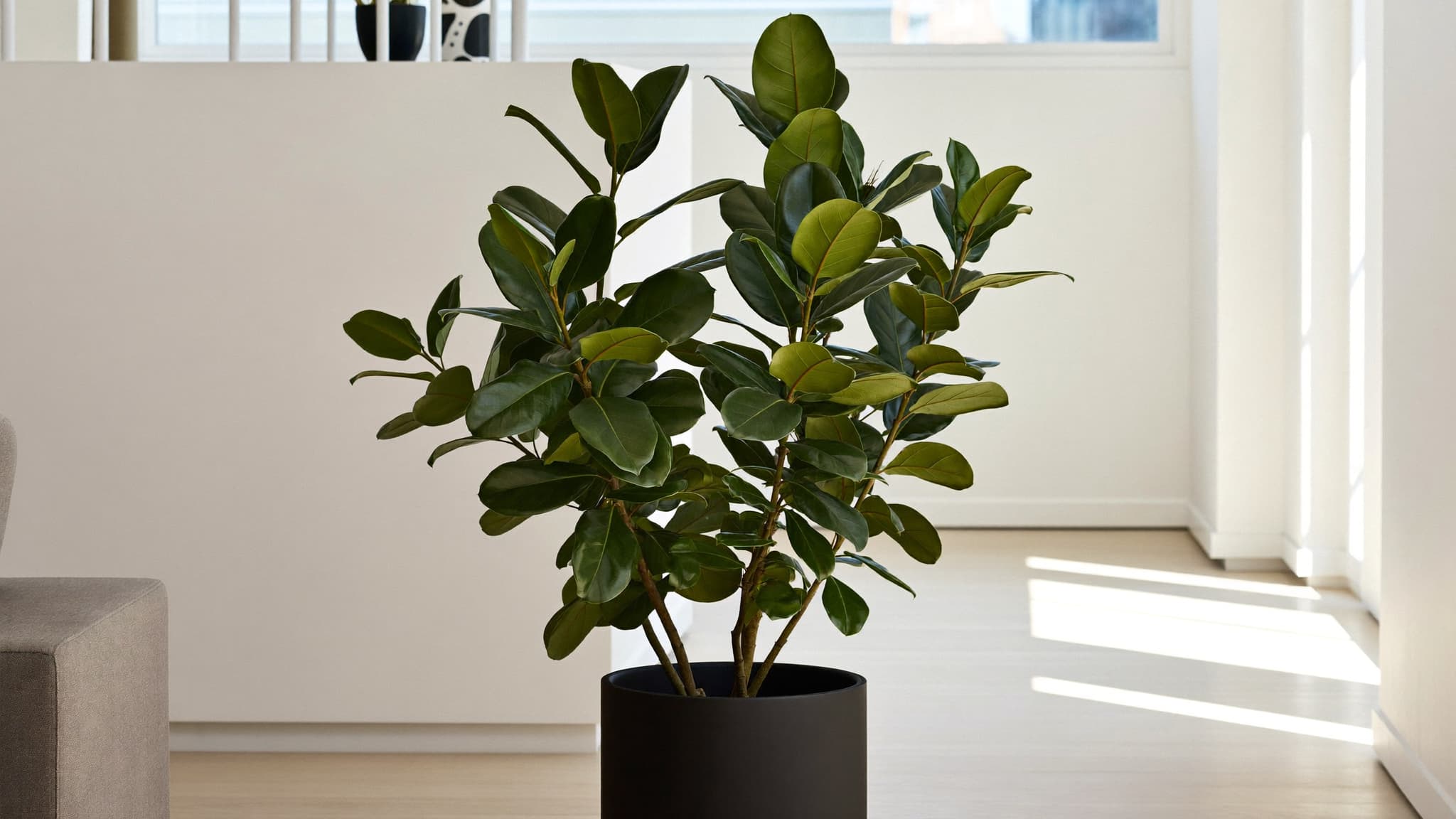 Ficus plant in a black pot placed in a bright, modern living room with natural sunlight.”