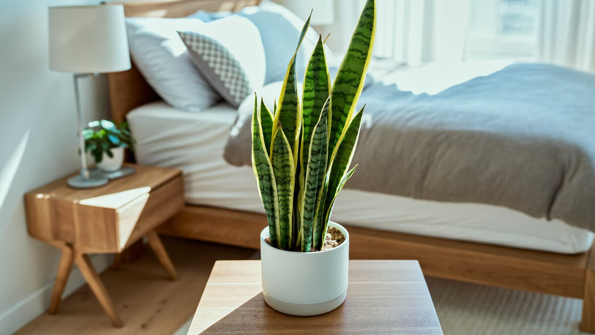 Sansevieria plant in a white pot on a bedside table in a modern bedroom with natural light.
