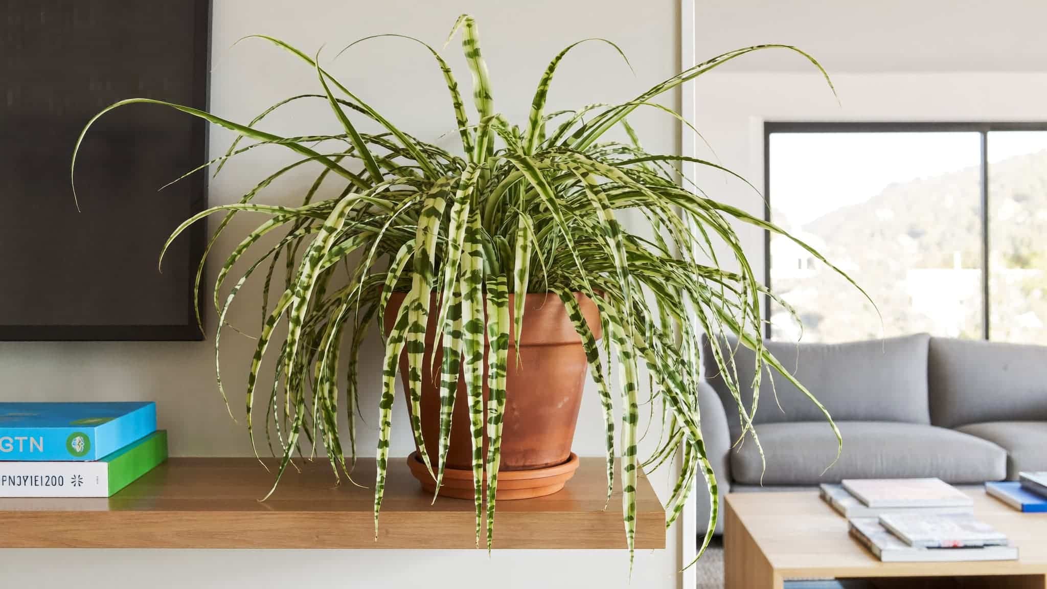 Long, trailing plant in a terracotta pot placed on a wooden table, with a modern living room in the background.