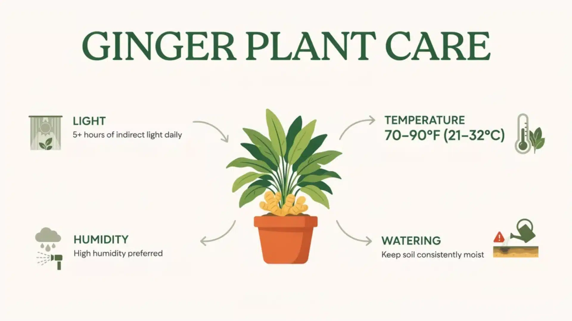 Illustrated ginger plant care chart showing light, temperature, humidity, and watering requirements.