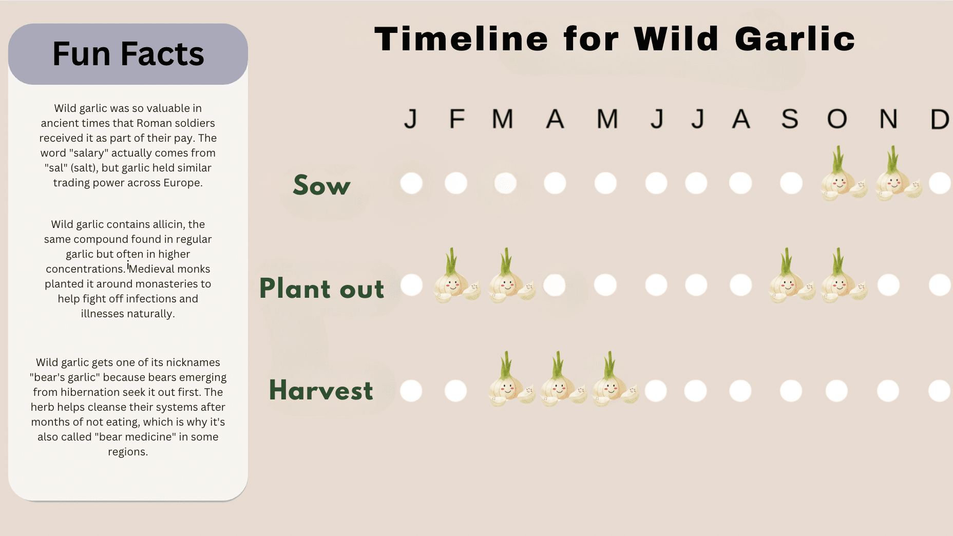 Wild garlic growing timeline showing sowing, planting, and harvest months with fun facts about the herb.