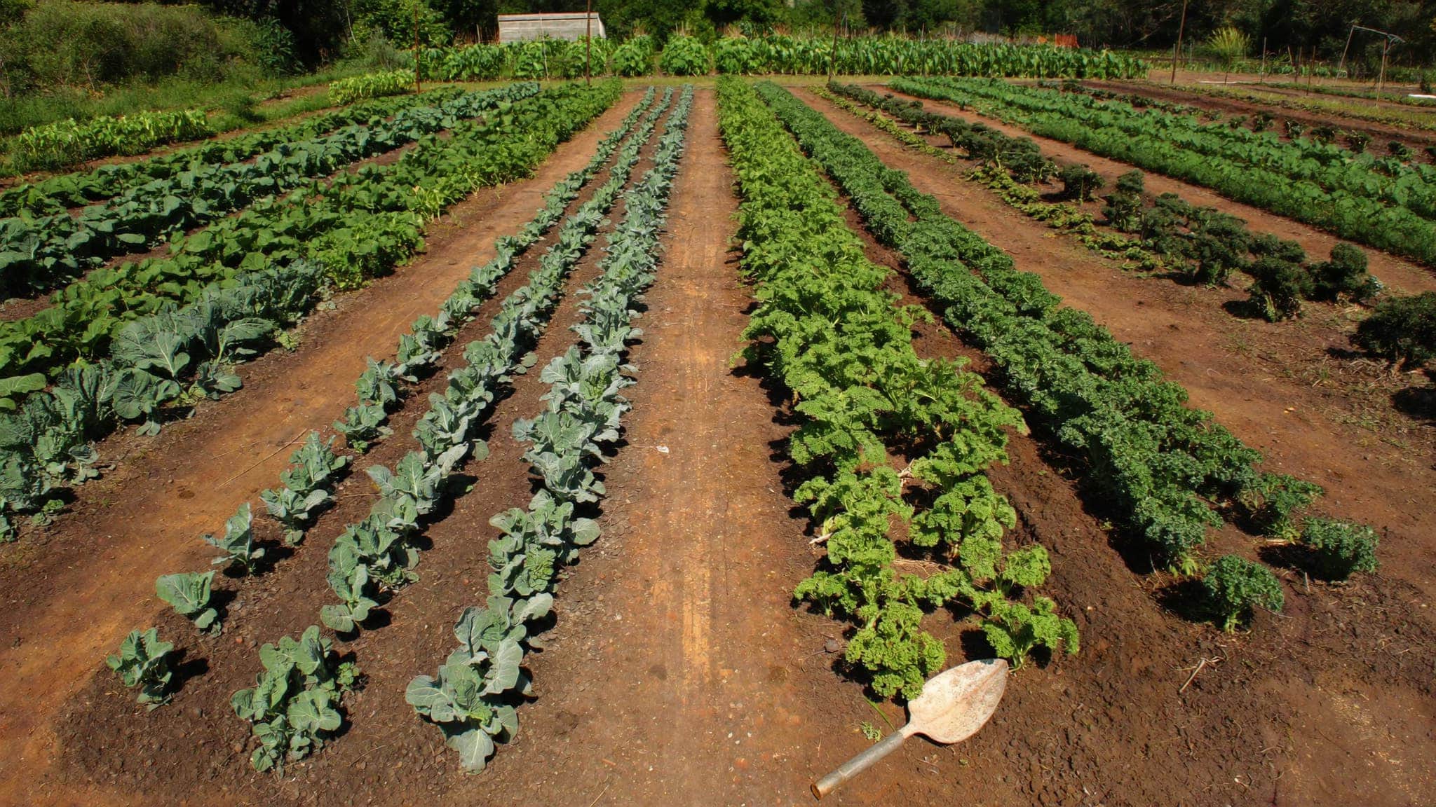 Large vegetable garden with neat crop rows, leafy greens, and a watering scoop on the soil.