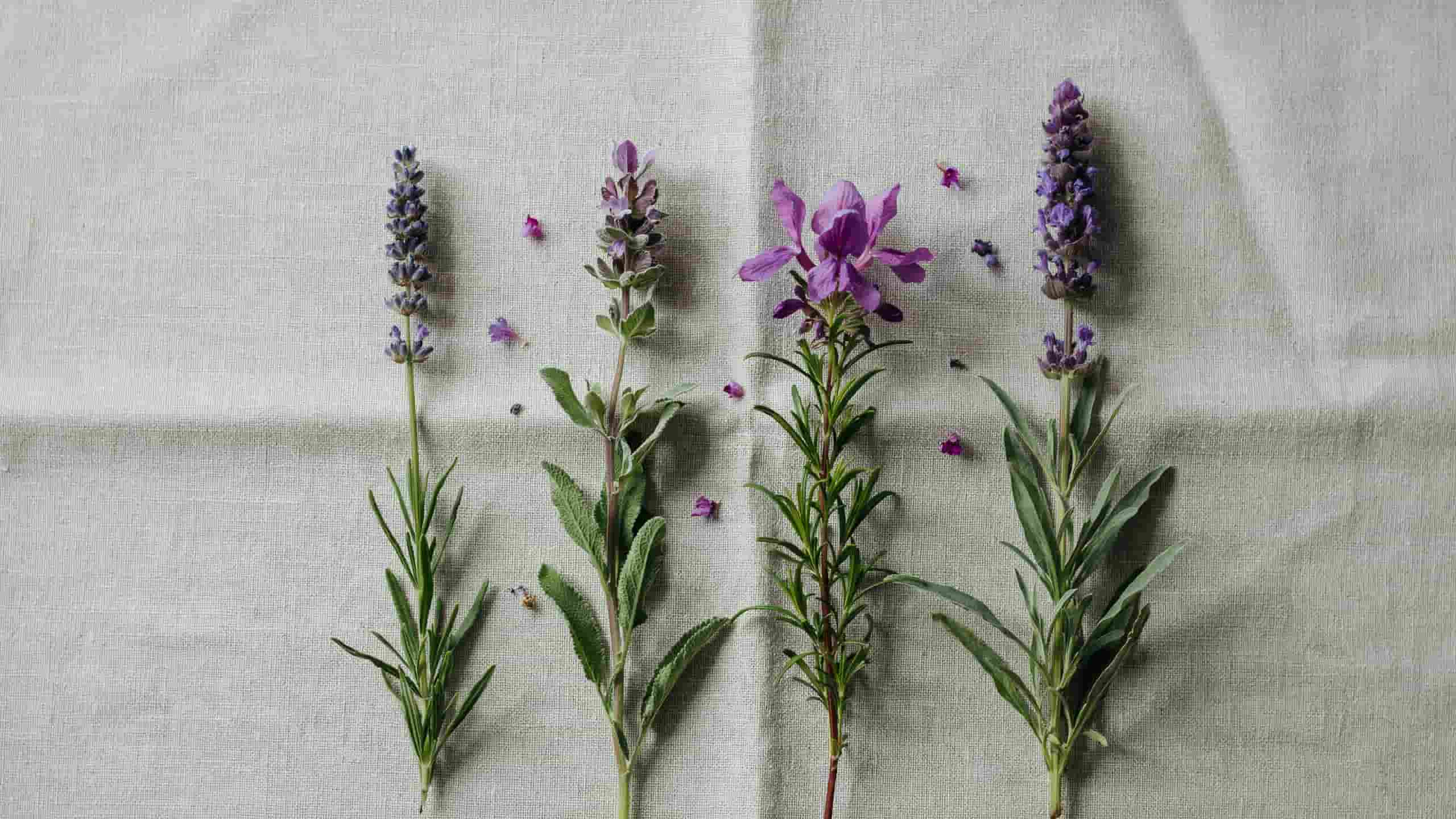 Various lavender types in pots under natural light illustrating timing for when to plant lavender