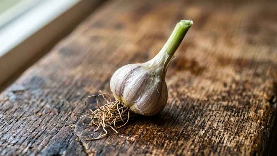 A small underdeveloped garlic bulb with thin wrappers from harvesting too early
