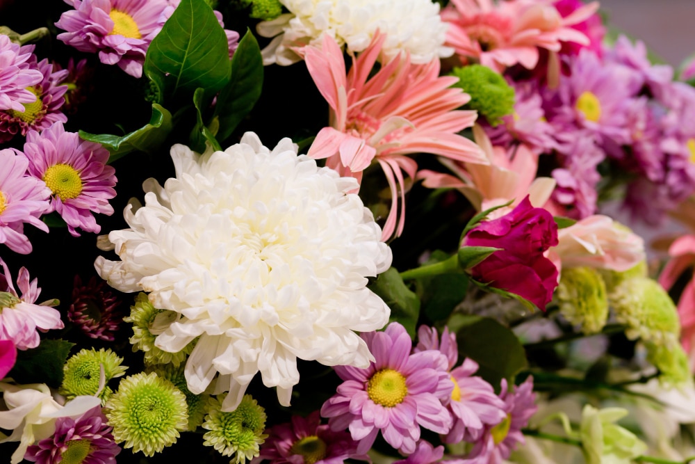 when-do-dahilas-bloom