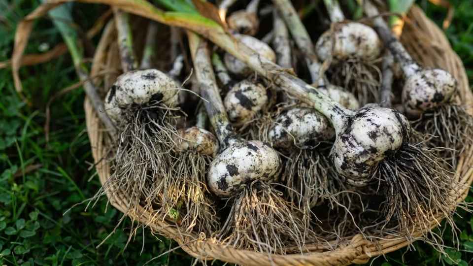 Freshly harvested garlic bulbs with roots intact, laid in a wicker basket on grass, showing readiness for harvest.