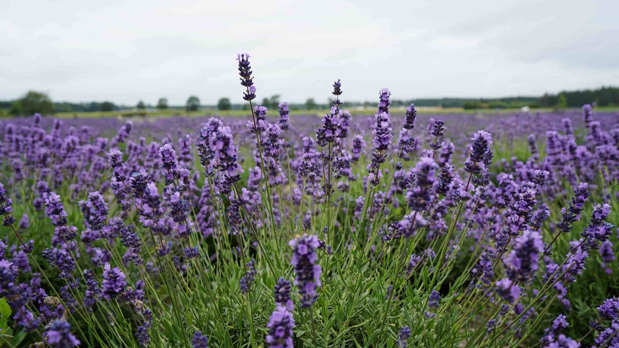 Young lavender plants in a garden with sunlight, demonstrating correct timing for when to plant lavender