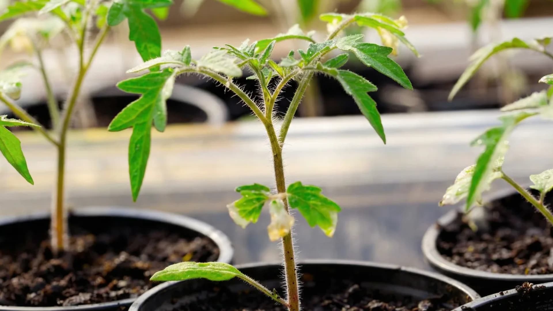Close-up of a young tomato seedling in a small pot showing fuzzy stem hairs and healthy true leaves, with other seedlings blurred in the background