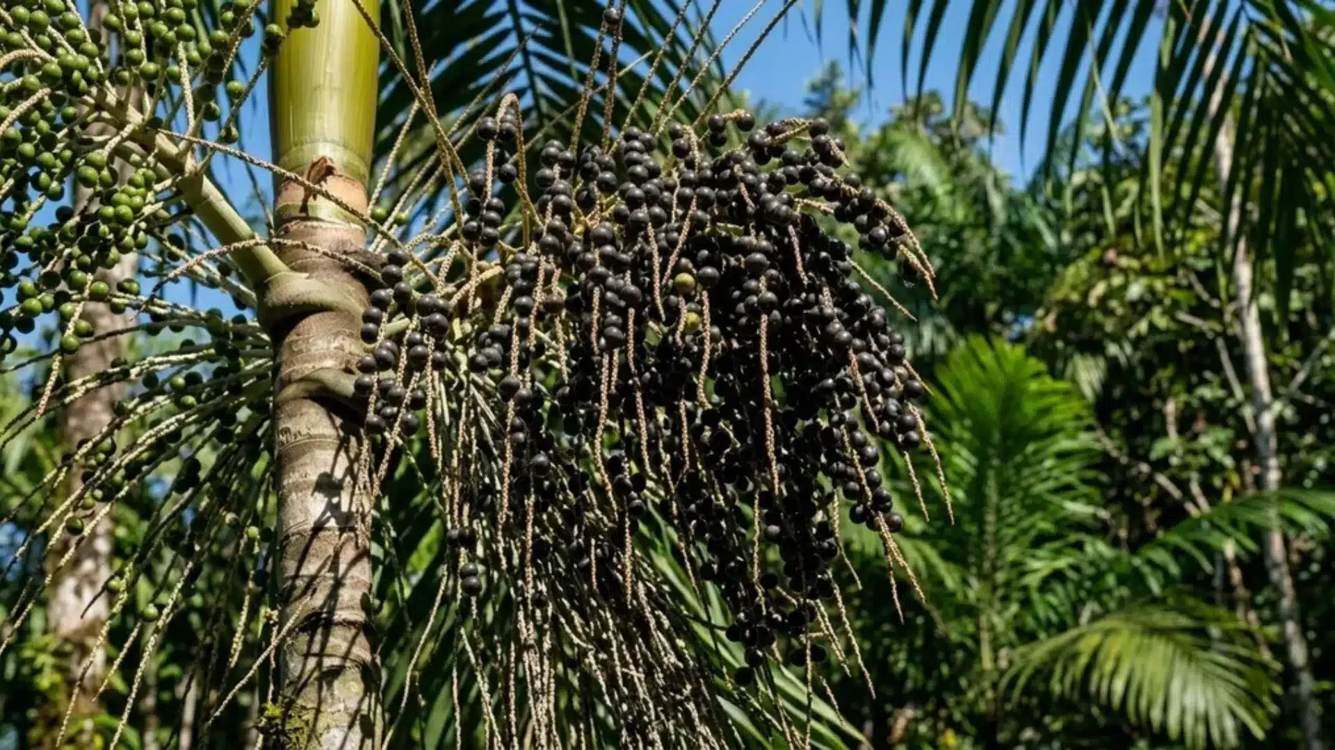 Acai palm tree with clusters of dark purple acai berries hanging from tall, slender stems under clear sky.