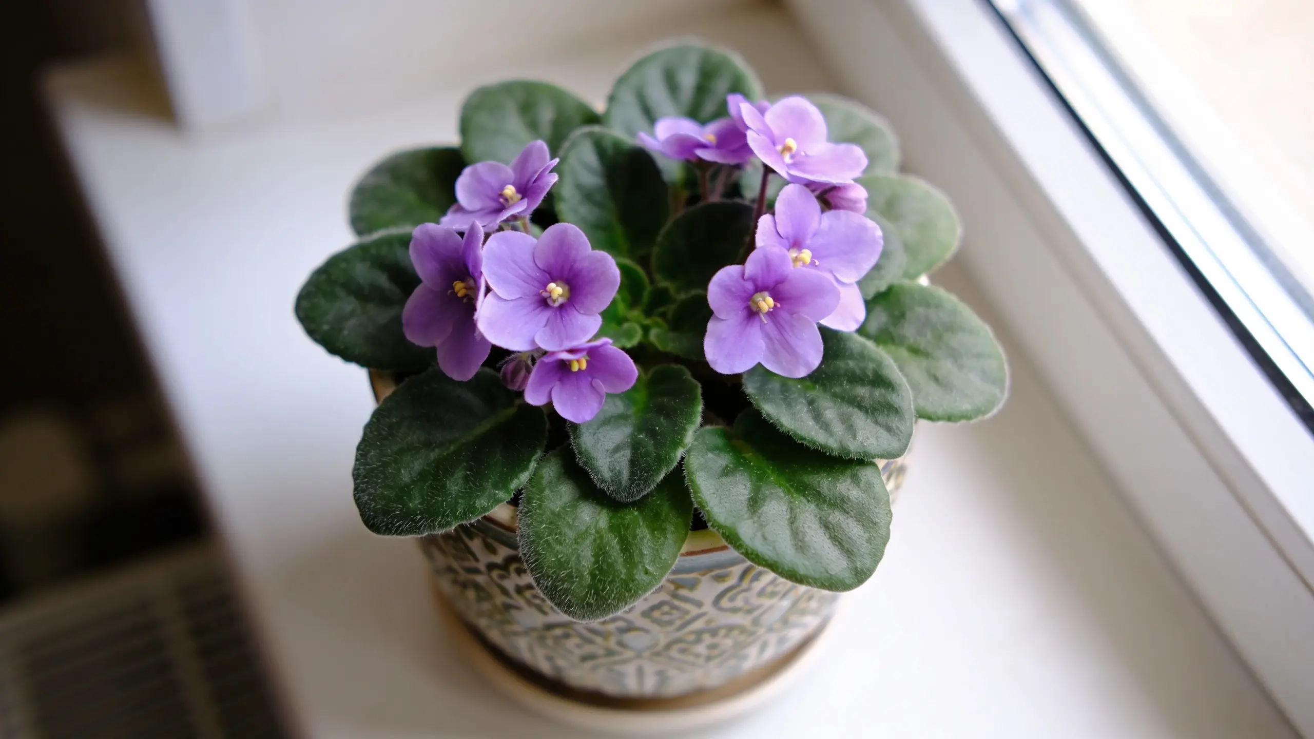 African violet with soft fuzzy leaves and purple flowers in a small indoor pot on a windowsill.