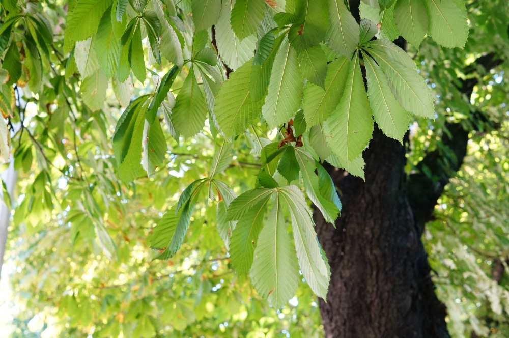 A close-up of alder (Alnus glutinosa) tree leaves, showing their vibrant green color and jagged edges.