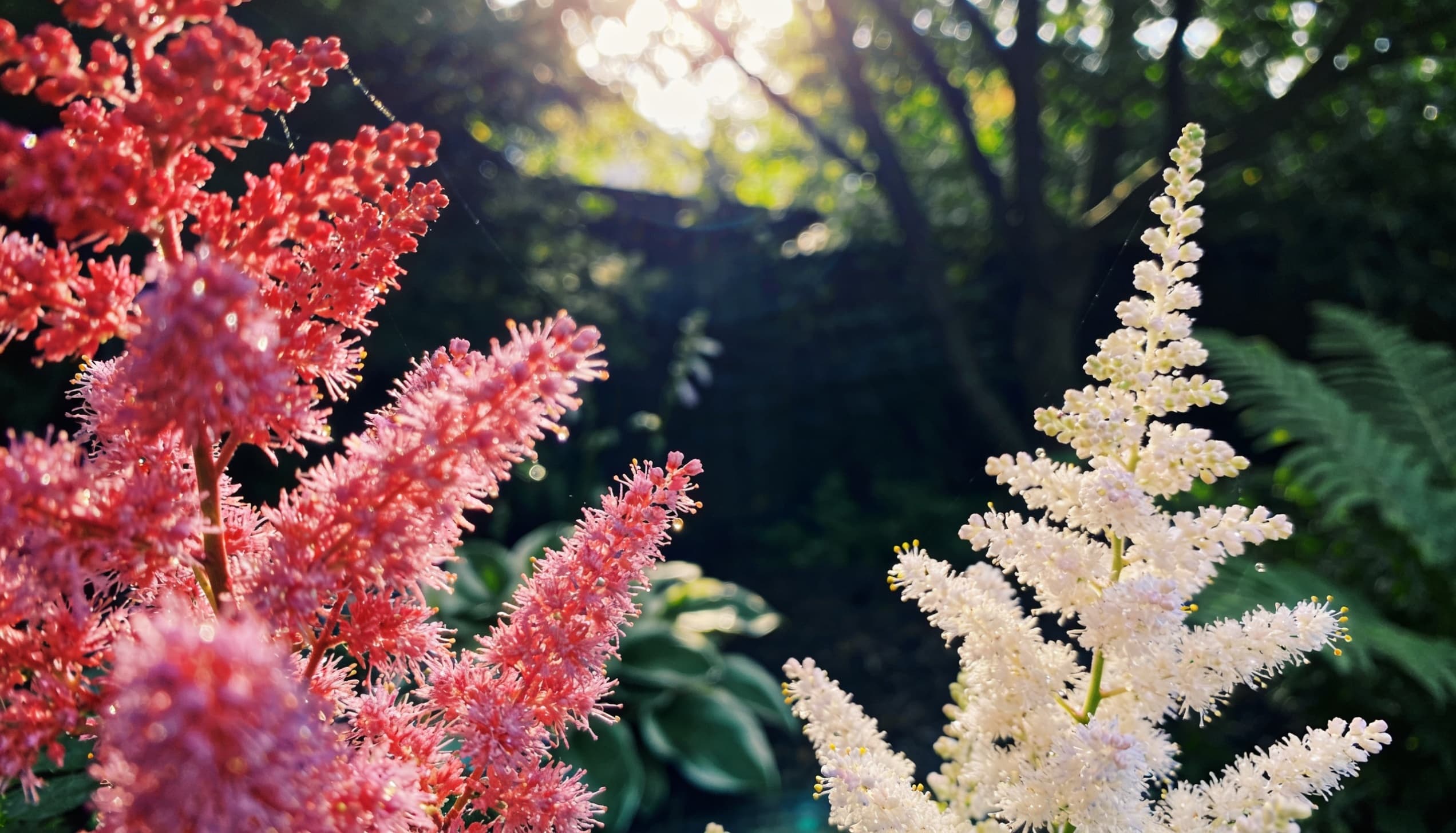 Close-up of vibrant Astilbe flowers with feathery pink, white, and red blooms, surrounded by lush green foliage in a shaded garden.