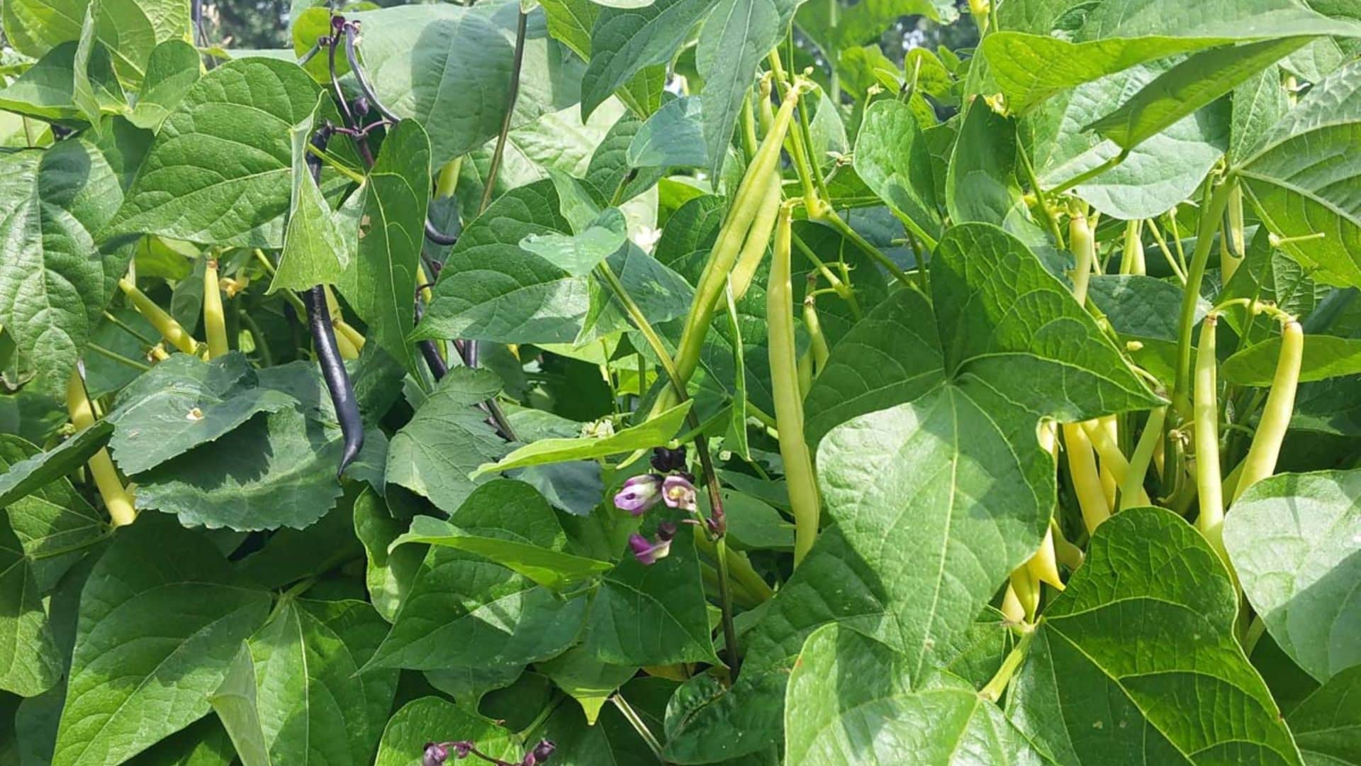 beans-plant