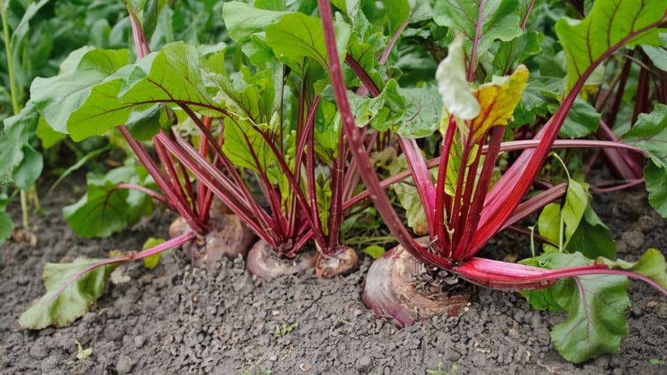 beetroot