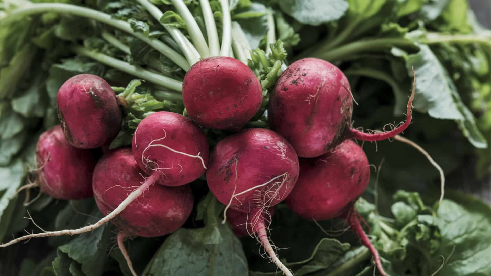 _Beetroots
