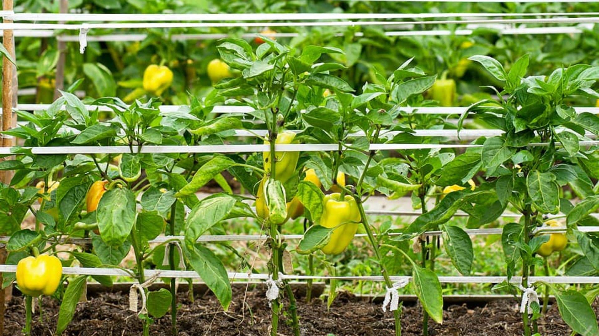 bell-pepper-plant