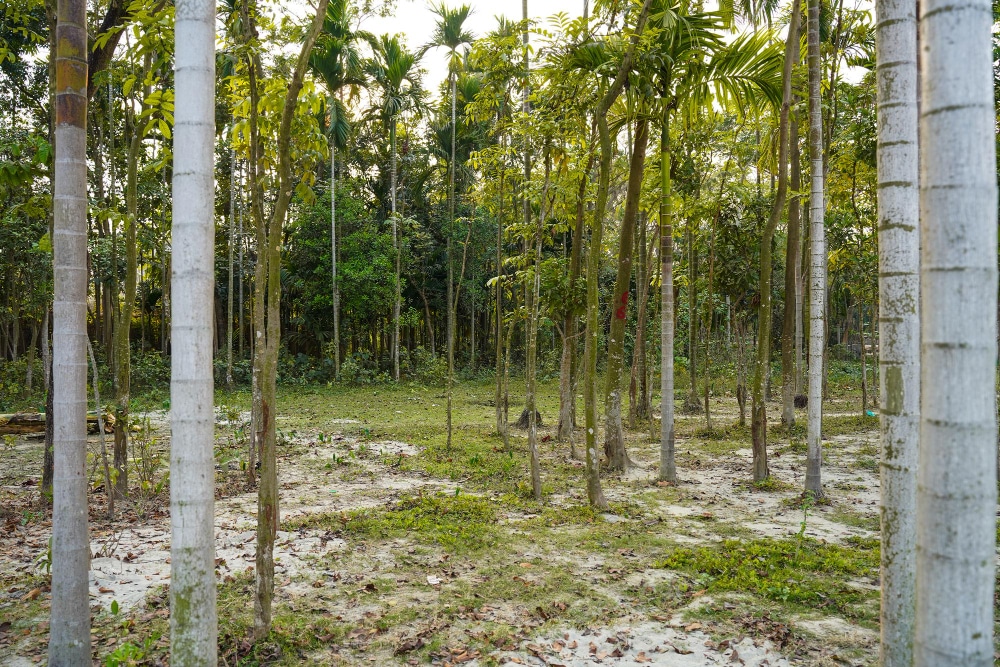 A peaceful view of a birch tree grove (Betula), with slender white trunks and lush green foliage.