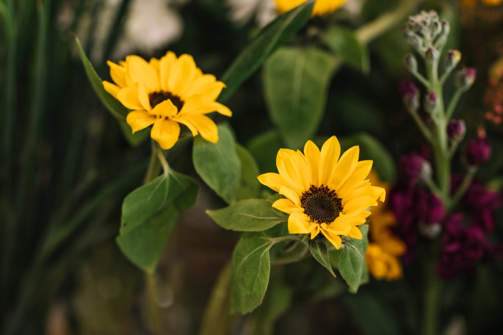 A close-up of two vibrant black-eyed susan flowers (Rudbeckia) with yellow petals and dark centers.