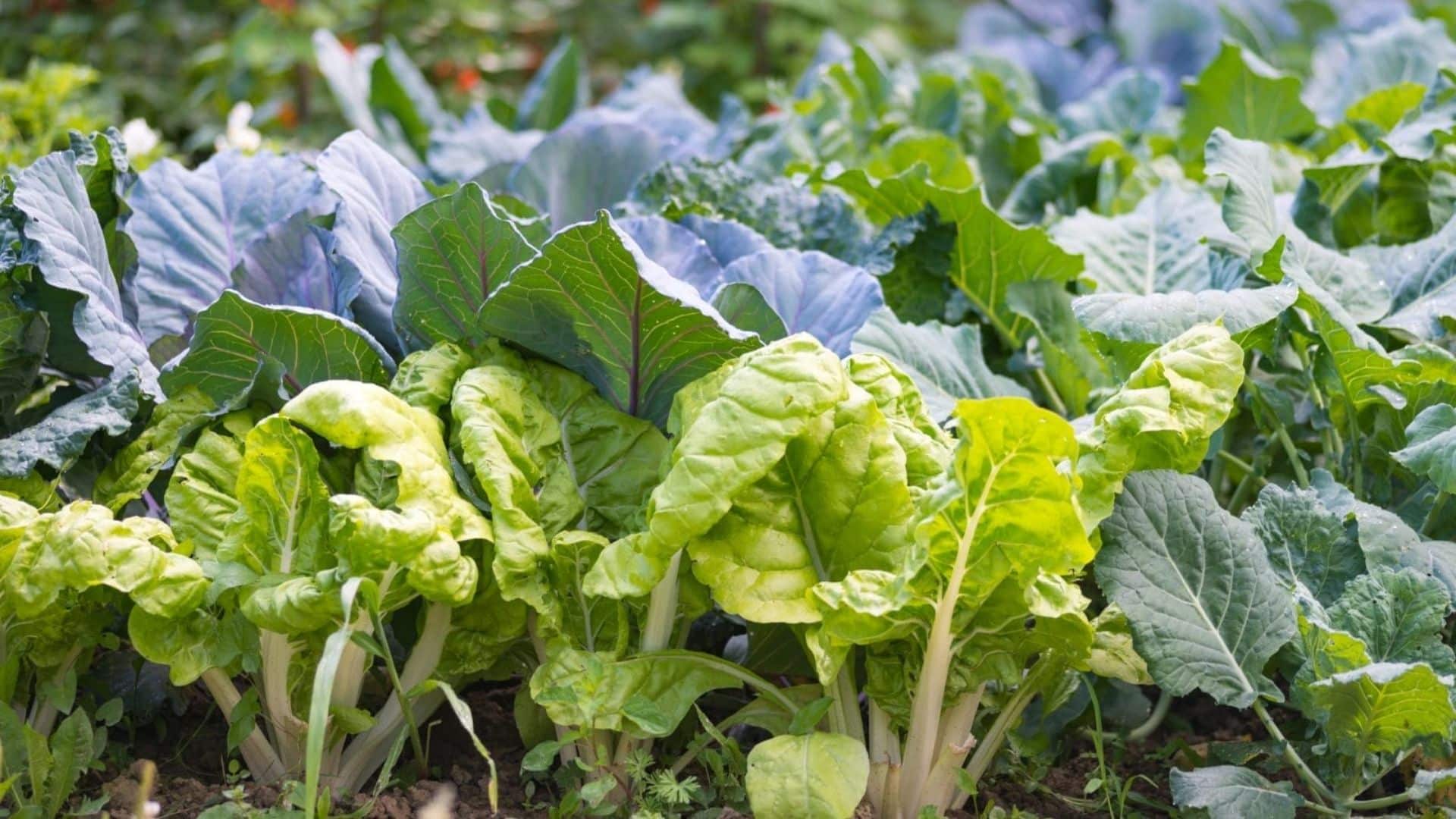 brassicas-plant