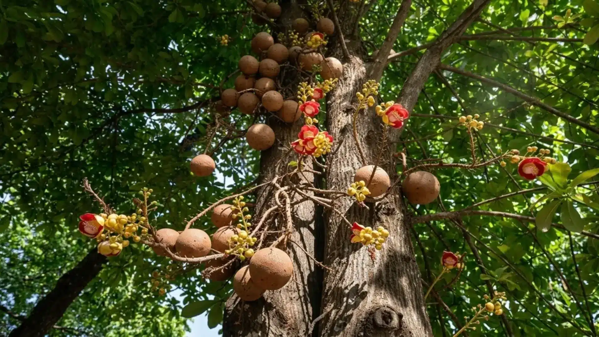 Large brazil nut tree trunk with clusters of round brown nuts and red-yellow flowers.