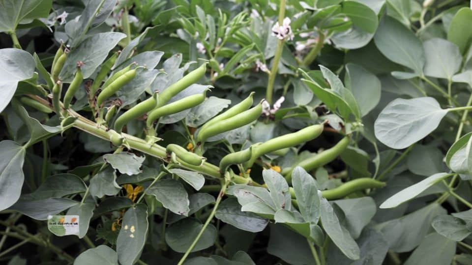 broad-beans