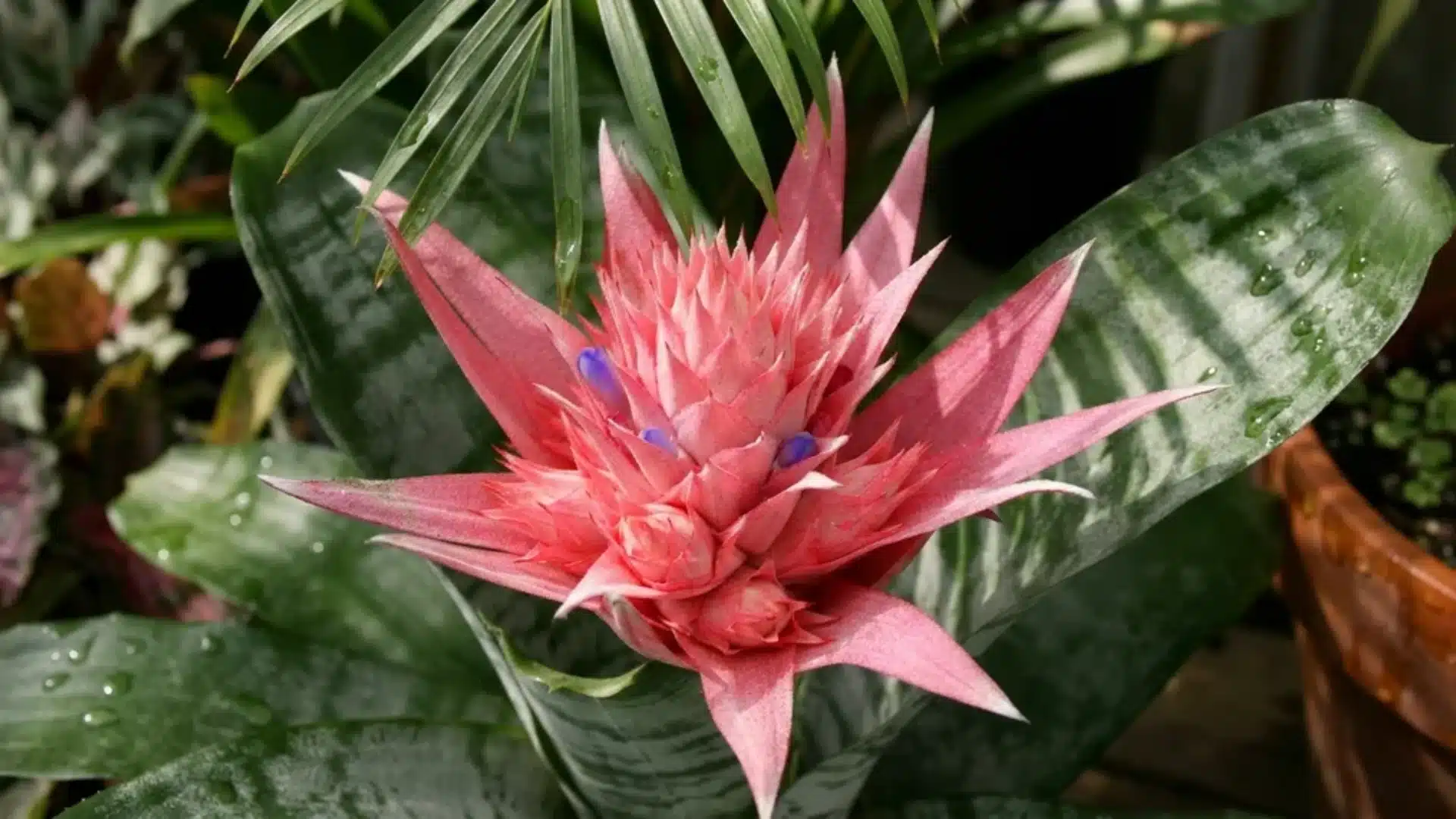 Pink bromeliad flower with spiky petals and blue accents emerging from thick tropical green foliage.