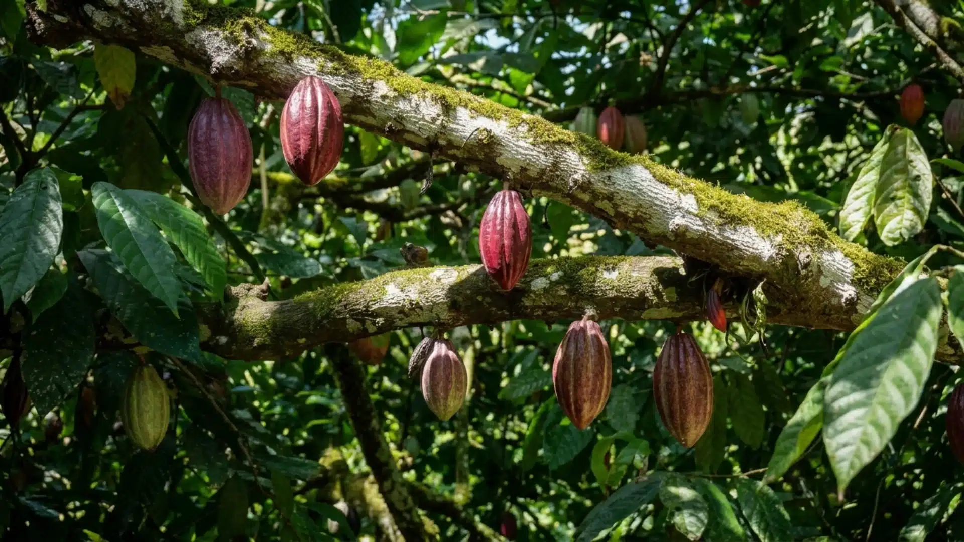 Branches of cacao tree with hanging reddish-brown pods and green leaves.